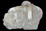 Two Fossil Plesiosaur (Zarafasaura) Teeth In Rock - Morocco #95097-1